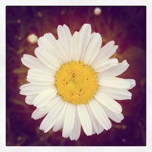 Meet your Posher, Jodi